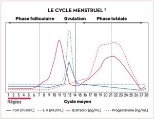 fonctionnement des hormones dans le cycle