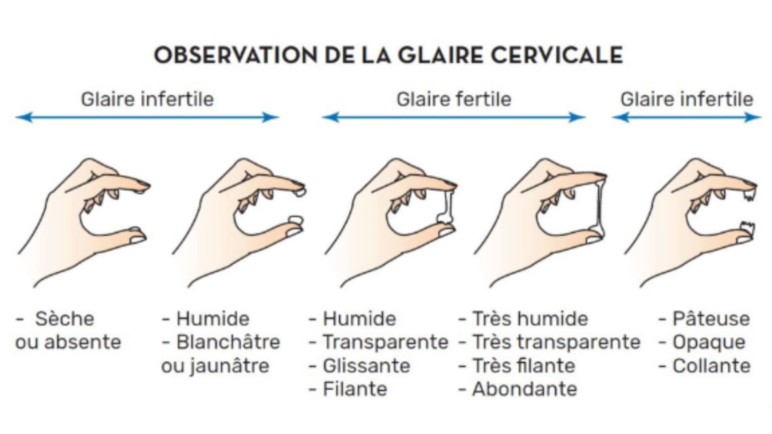 Qu’est-ce que la glaire cervicale ? Définition et schéma
